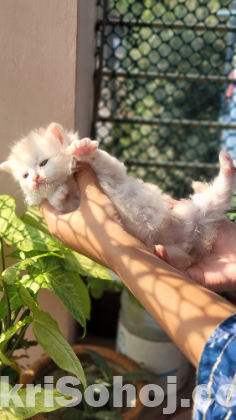 Persian Kitten